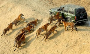 Tigers hungry and waiting for food Photo | Wildlife Photos | photos of interesting and beautiful , emotional images , photos tigers attack humans , scary images , Ky Cat , Siberian Tiger Harbin China