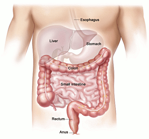 colon_intestines