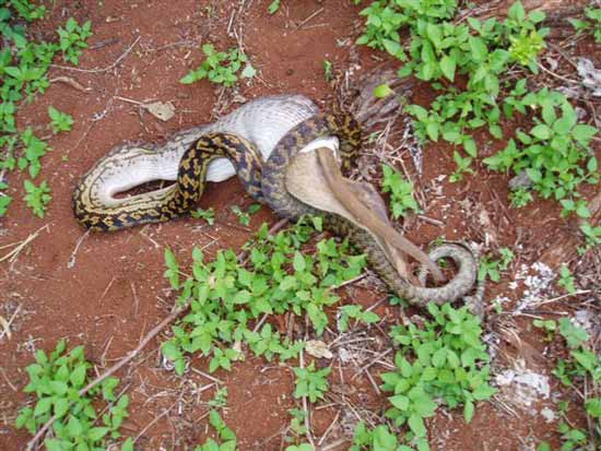 The Python eats a Kangaroo (3)