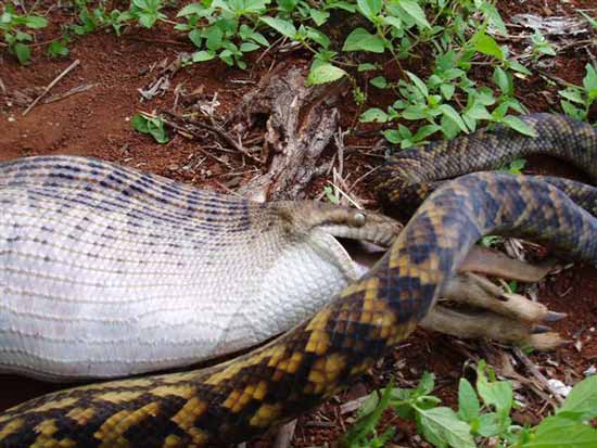 The Python eats a Kangaroo (5)