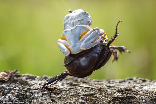 Interesting and hot photos Frog + beetle (2)