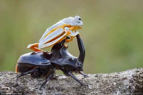 Interesting and hot photos Frog + beetle (8)