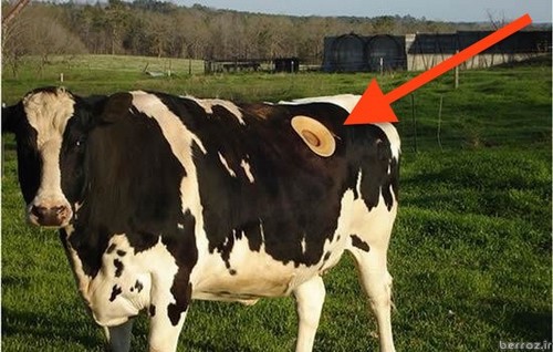 Cow-fistula1-عکس عجیب