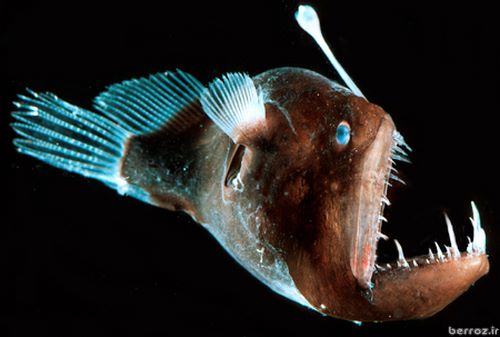 Deep sea angle fish Melanocoetus sp