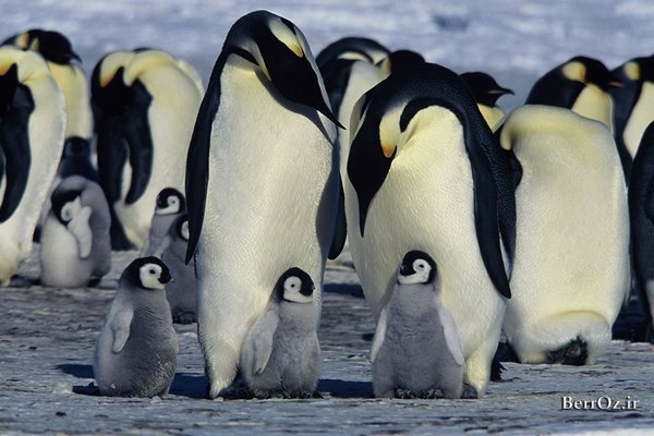 دانلود مستند March of the Penguins 2005