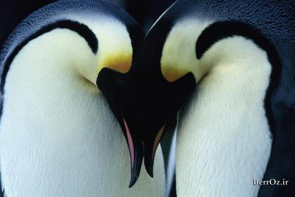دانلود مستند March of the Penguins 2005